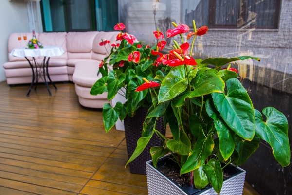 Hotel Savoy Савой (Chisinau )